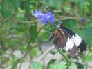PICTURES/Tennessee Aquarium in Chattanooga/t_Butterfly1.jpg